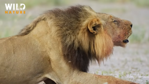 Kalahari Desert's Hidden Wildlife