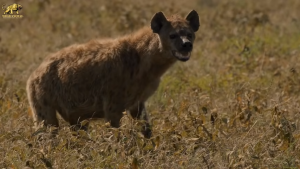 The Wild Dog: An Enduring Social Predator