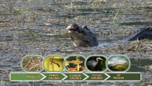 desert food web